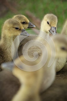 Cute ducks,Â Group of little yellow ducklings, Household